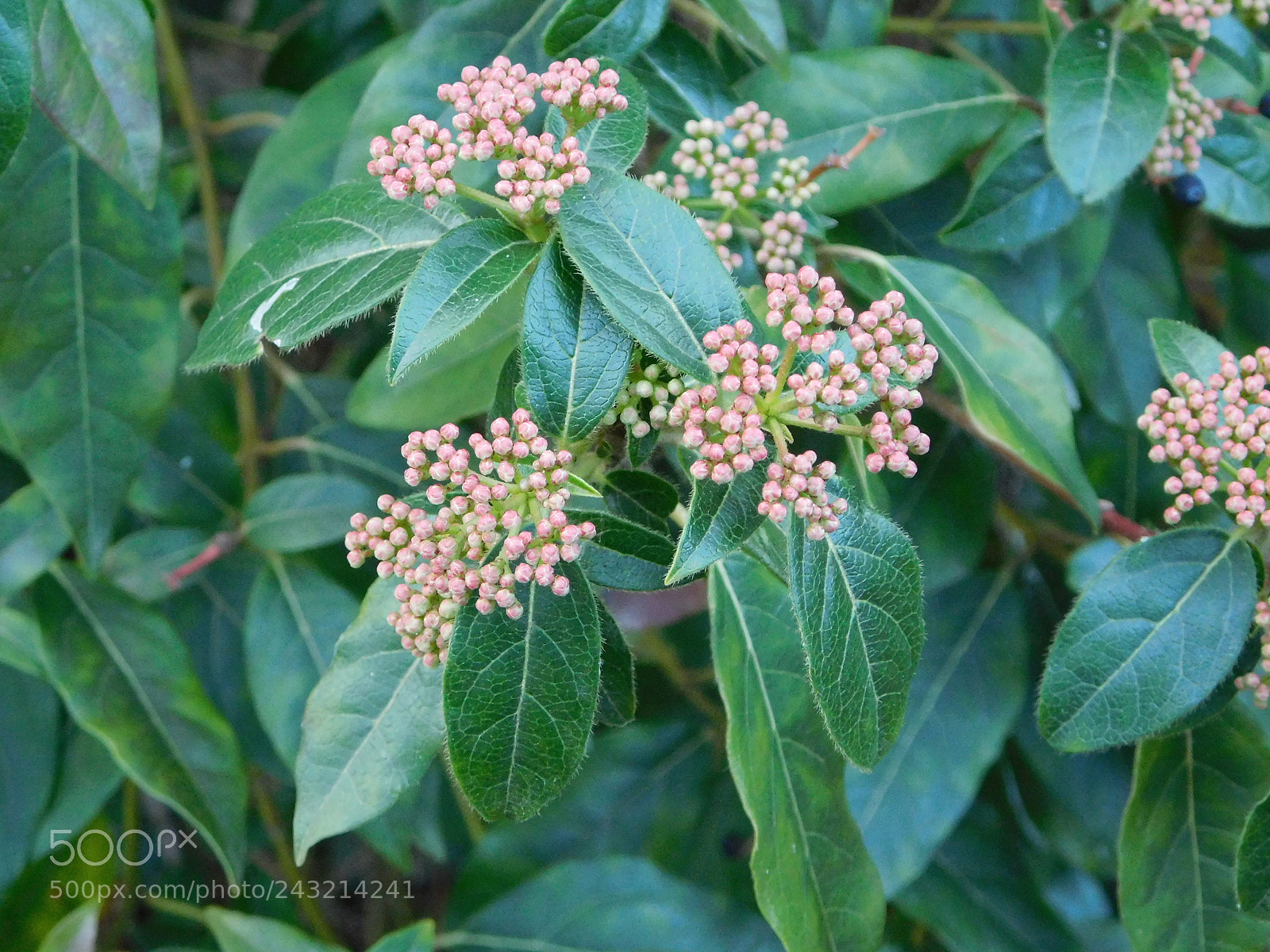 Nikon Coolpix B500 sample photo. Plants photography