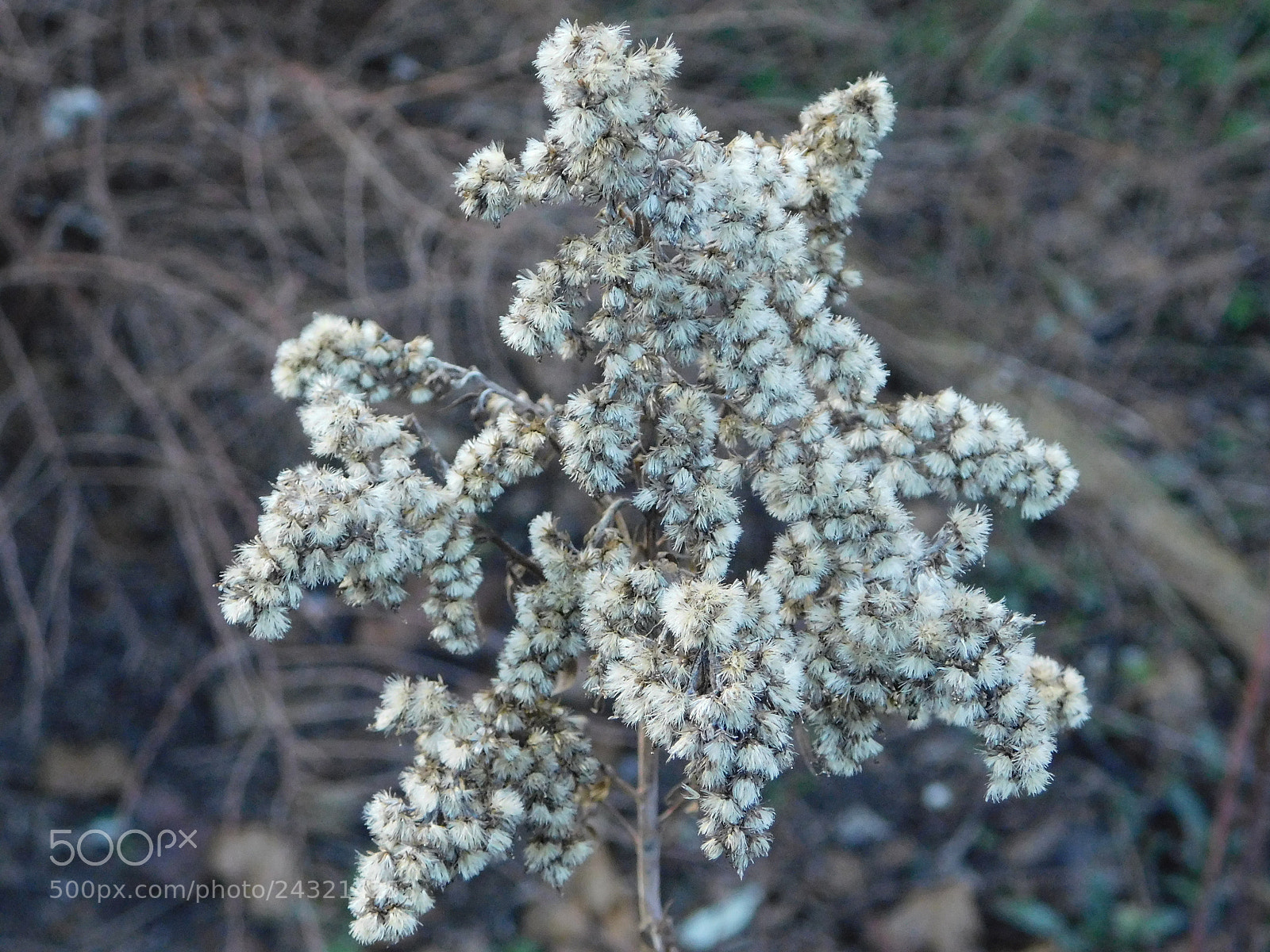 Nikon Coolpix B500 sample photo. Plants photography