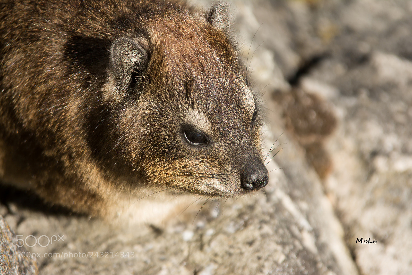 Nikon D7100 sample photo. Dassi hyracoidea cape town photography