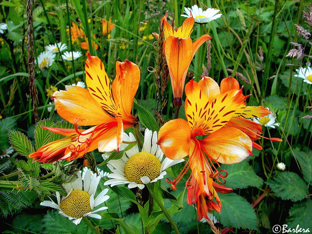 Sony DSC-H1 sample photo. Road iside wild flowers photography