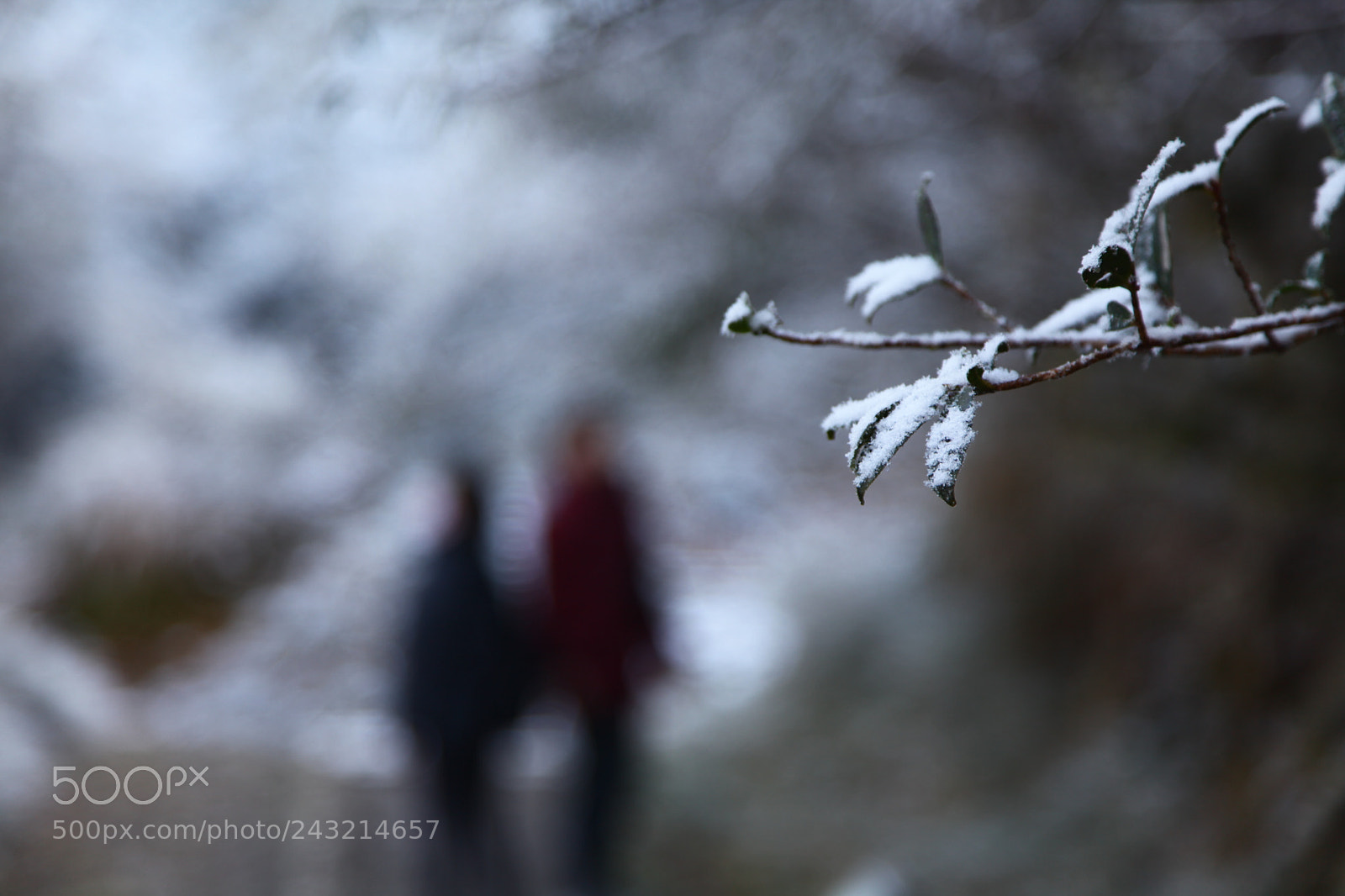 Canon EF 24-105mm F4L IS USM sample photo. Untitled photography