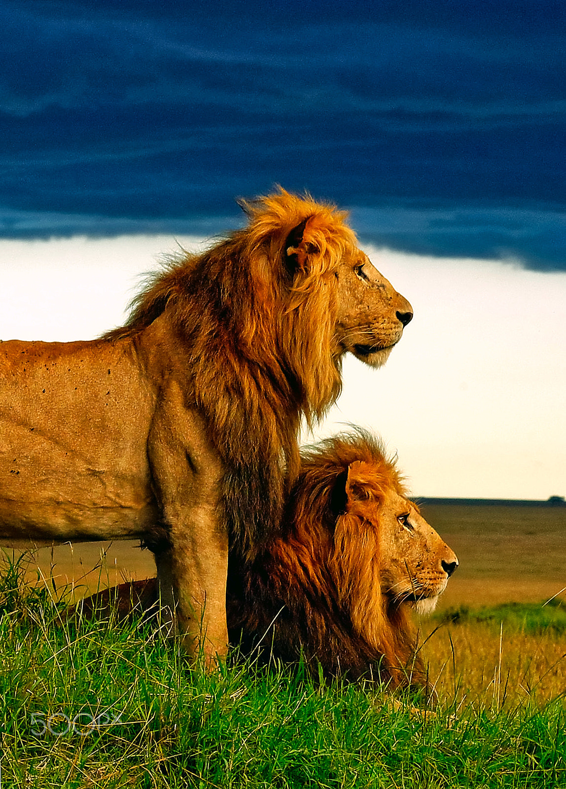 Pentax *ist D sample photo. Maasai mara, the low sky. photography