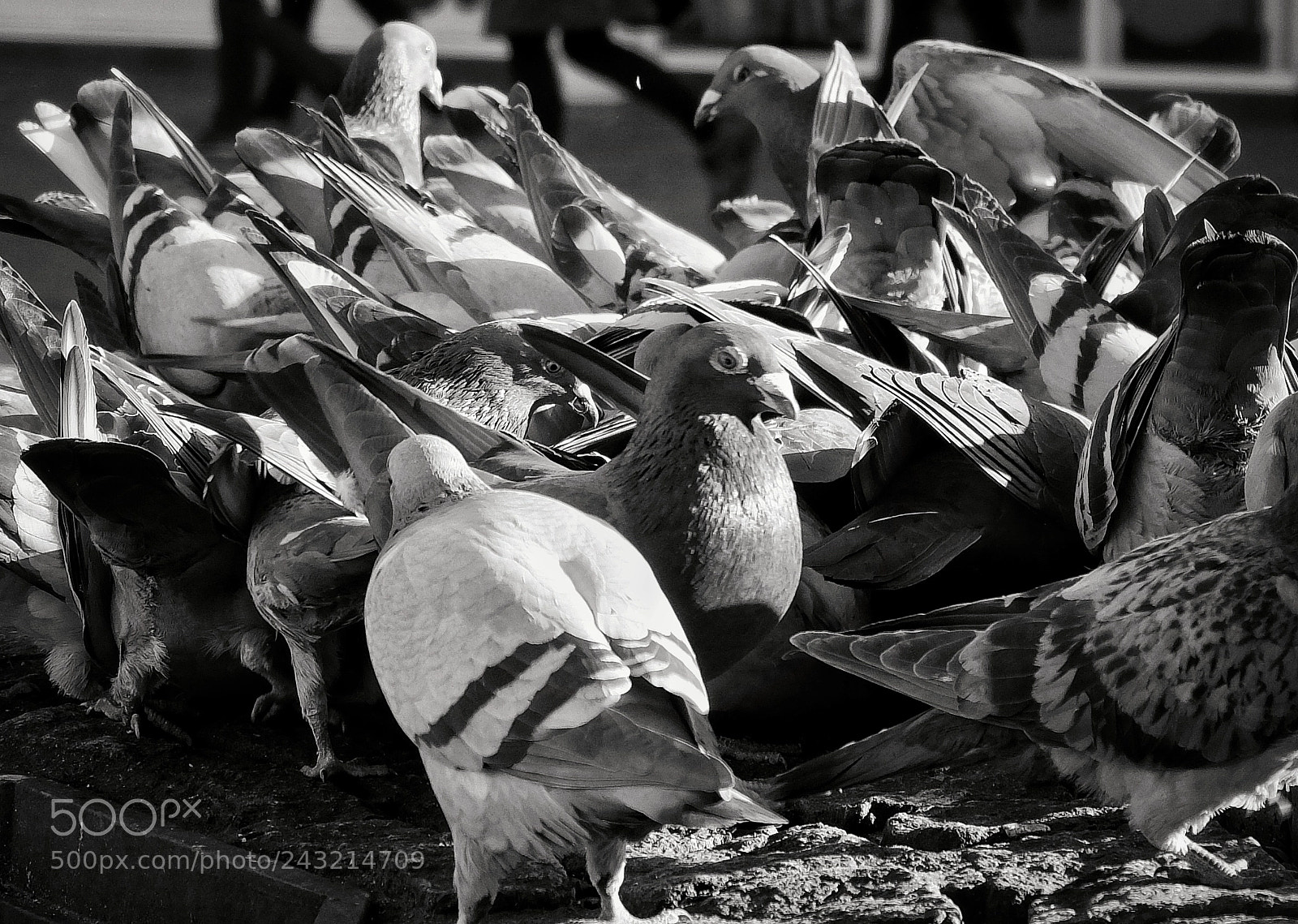 Fujifilm X30 sample photo. Feeding frenzy photography