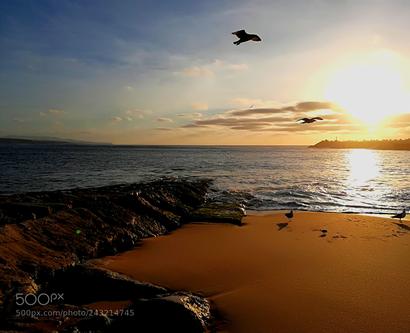 HUAWEI P10 lite sample photo. Free bird photography