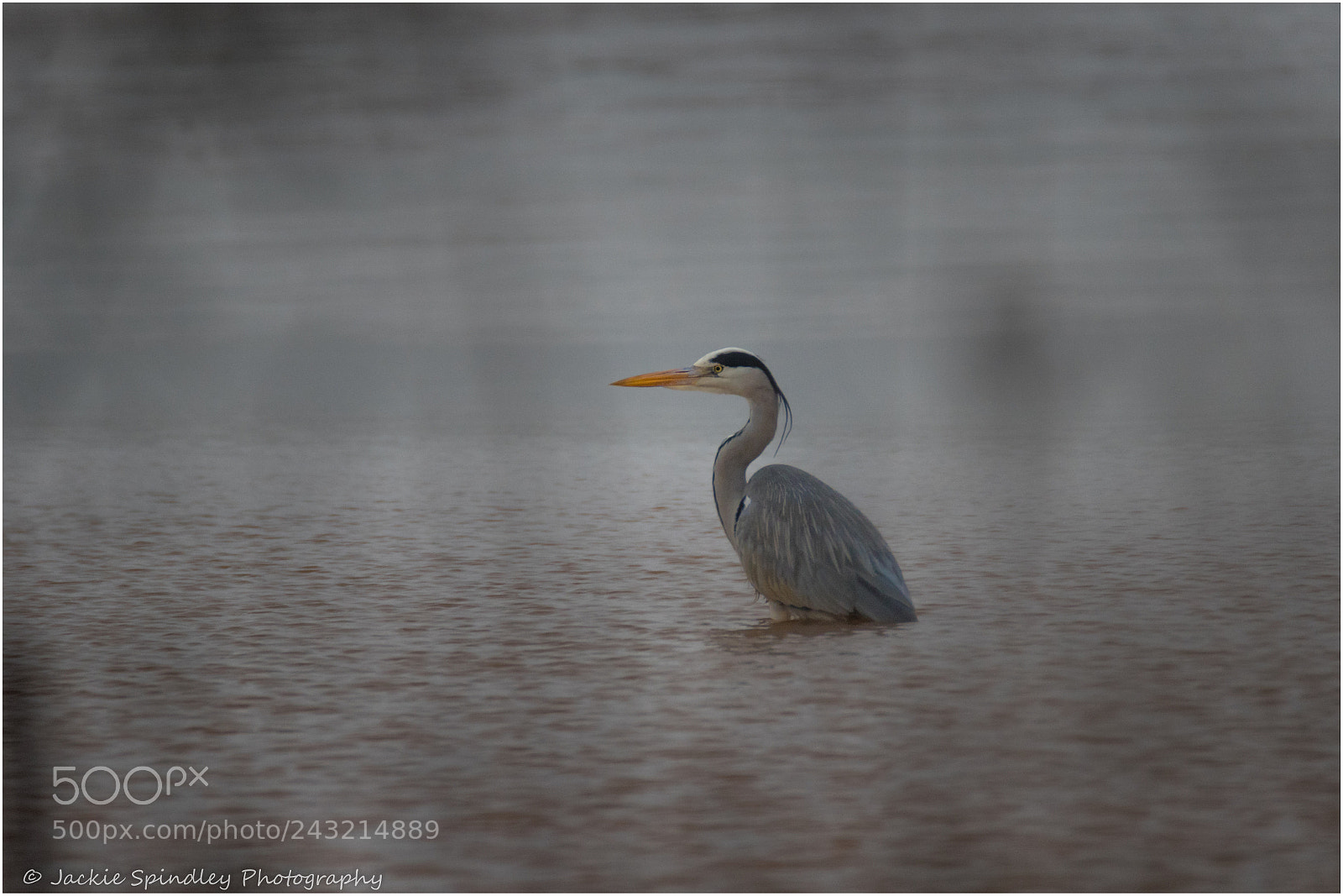 Canon EOS 7D Mark II sample photo. Through the reeds photography