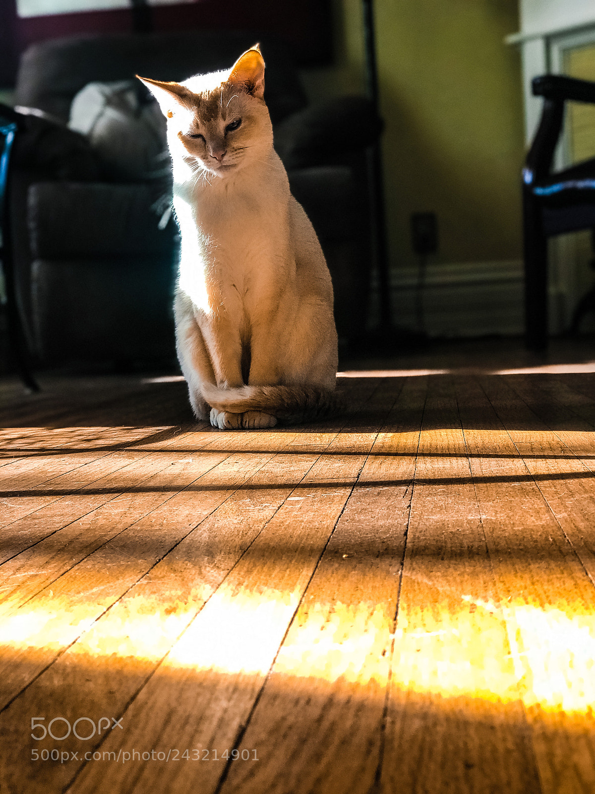 Apple iPhone 7 Plus sample photo. Senshi the chiller photography
