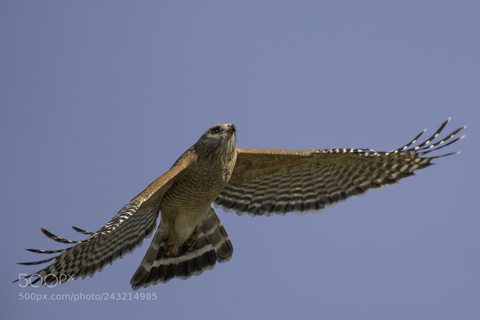 Nikon D800 sample photo. Red shouldered hawk in photography