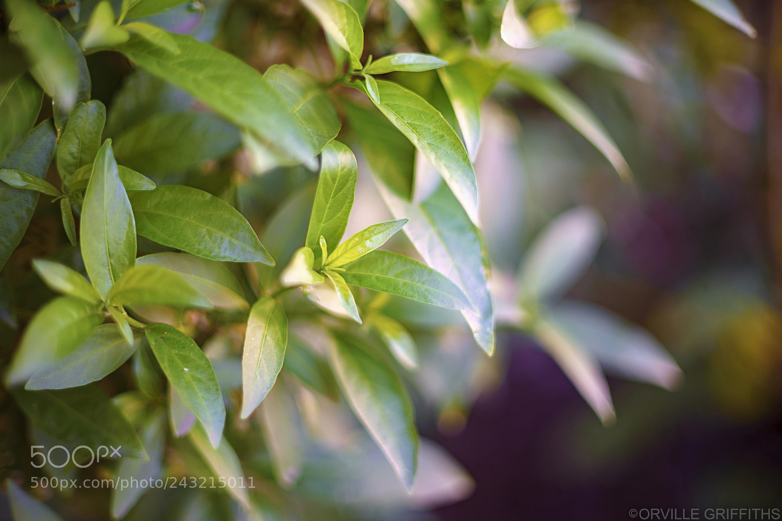 Sony a9 sample photo. Bokeh**monster**nº1 photography