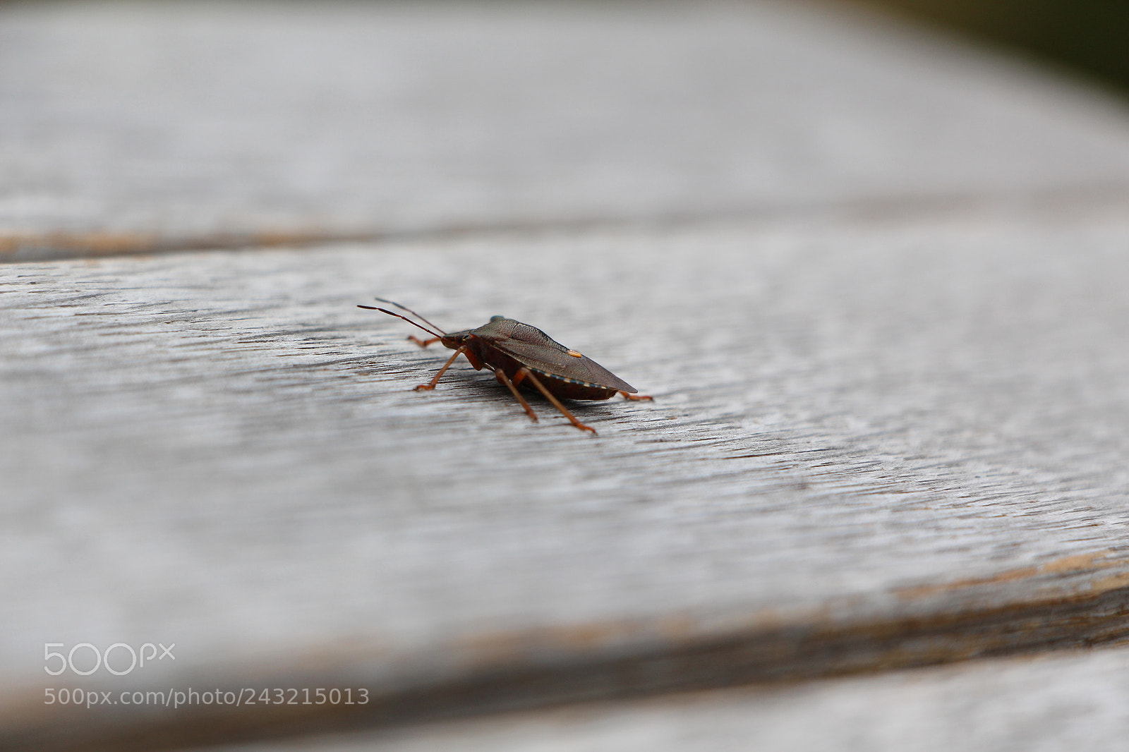 Canon EOS 650D (EOS Rebel T4i / EOS Kiss X6i) sample photo. Insect on focus photography