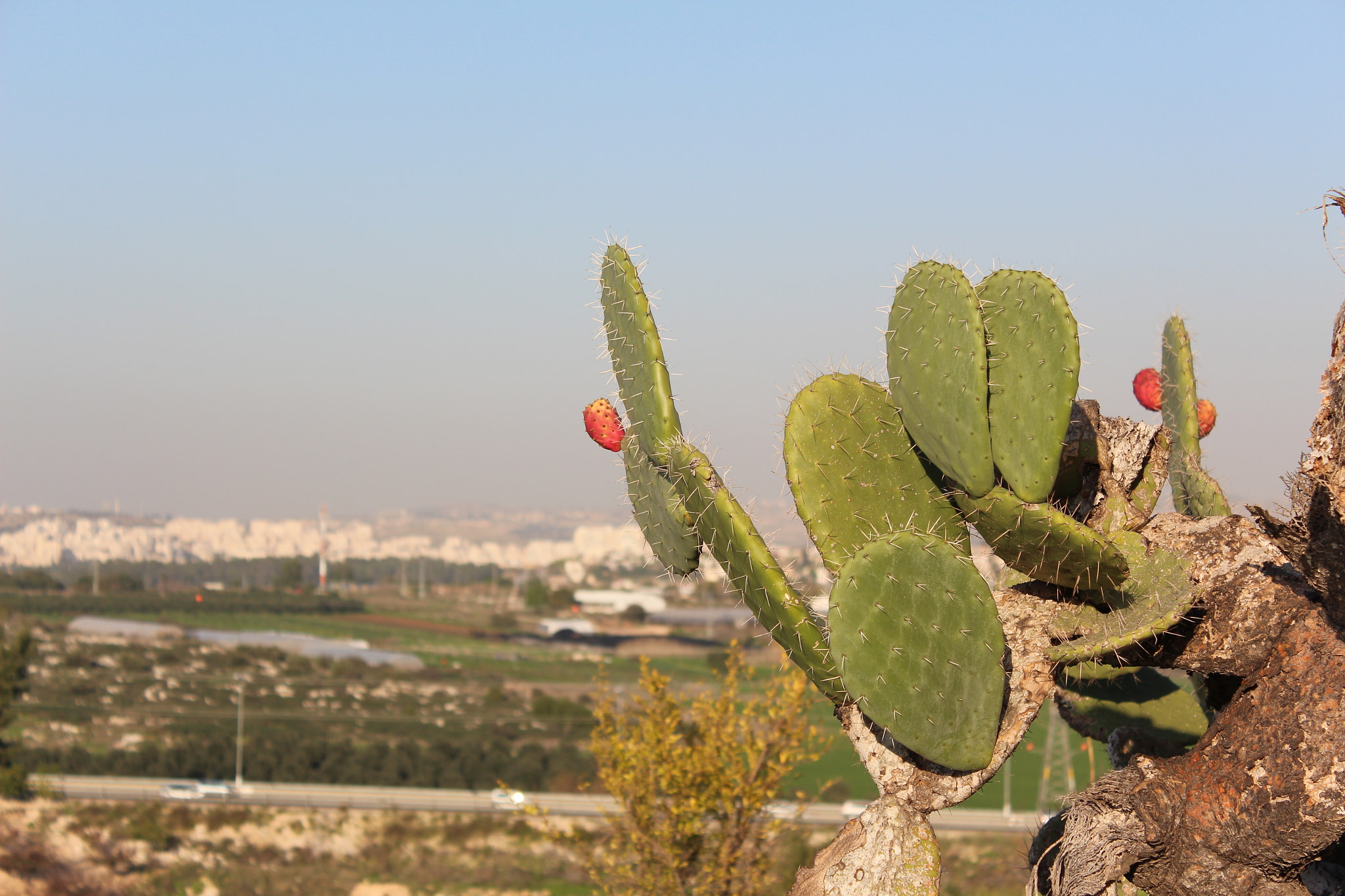 Canon EOS 650D (EOS Rebel T4i / EOS Kiss X6i) sample photo. Img photography