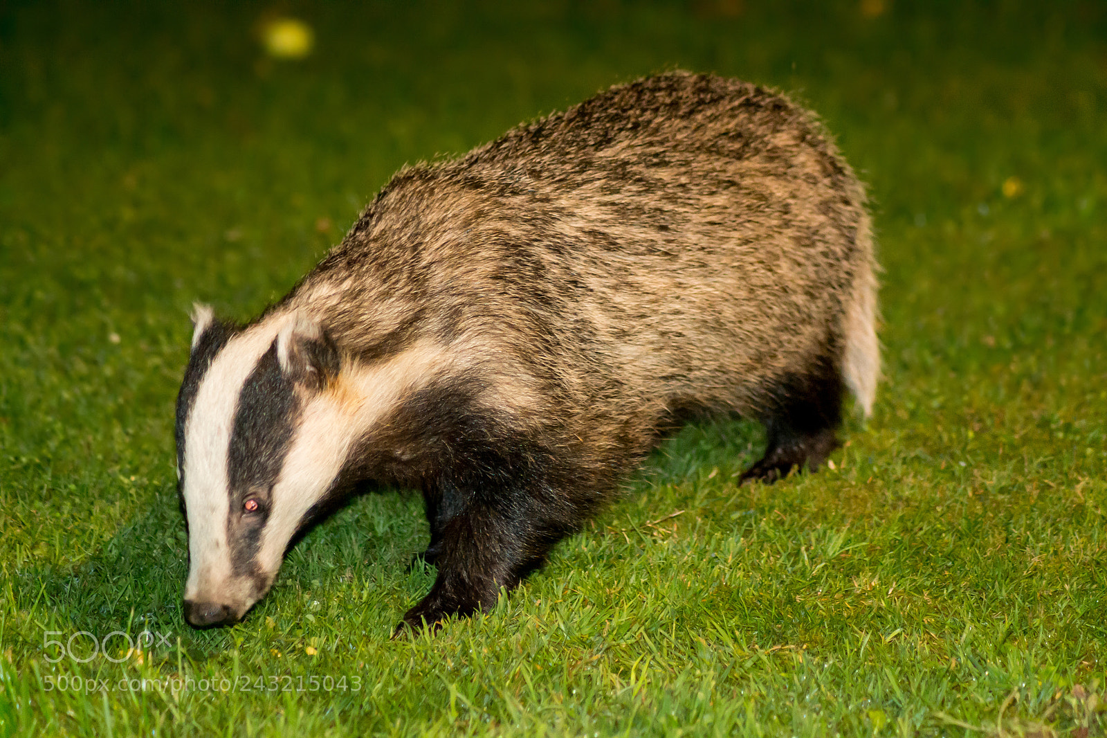 Nikon D3100 sample photo. Badger photography