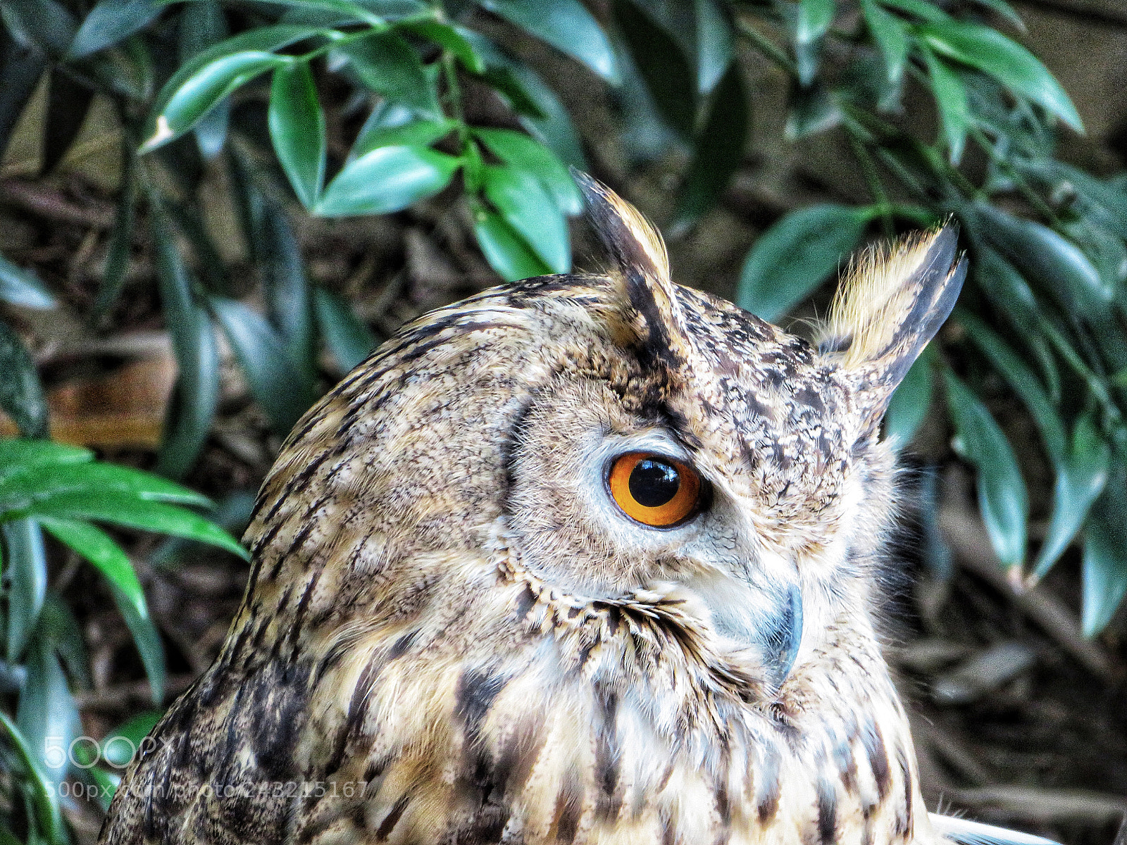 Canon PowerShot SX720 HS sample photo. One-eyed owl photography