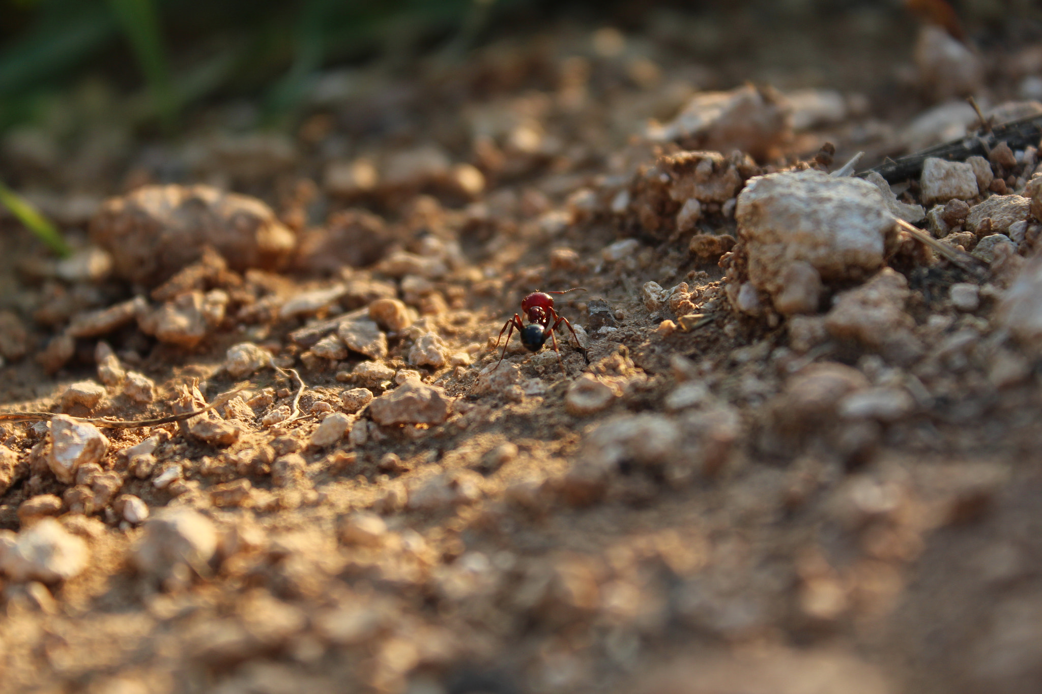 Canon EOS 650D (EOS Rebel T4i / EOS Kiss X6i) sample photo. Img photography