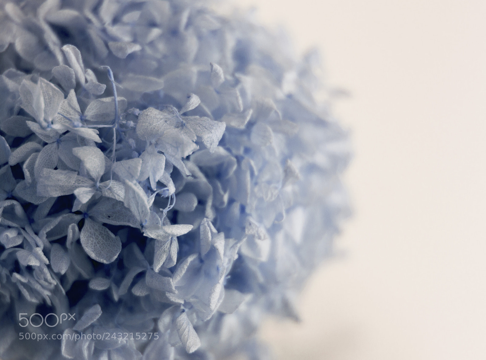 Nikon D3200 sample photo. Blue on white photography