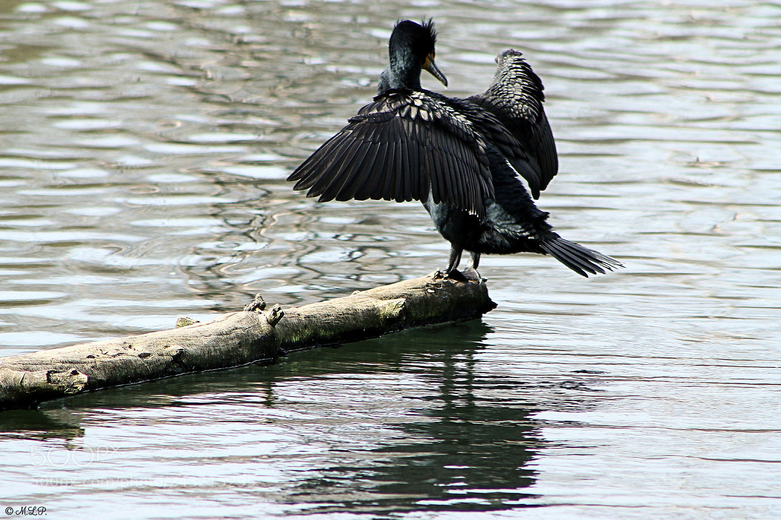 Canon EOS 1100D (EOS Rebel T3 / EOS Kiss X50) sample photo. Blue heron photography