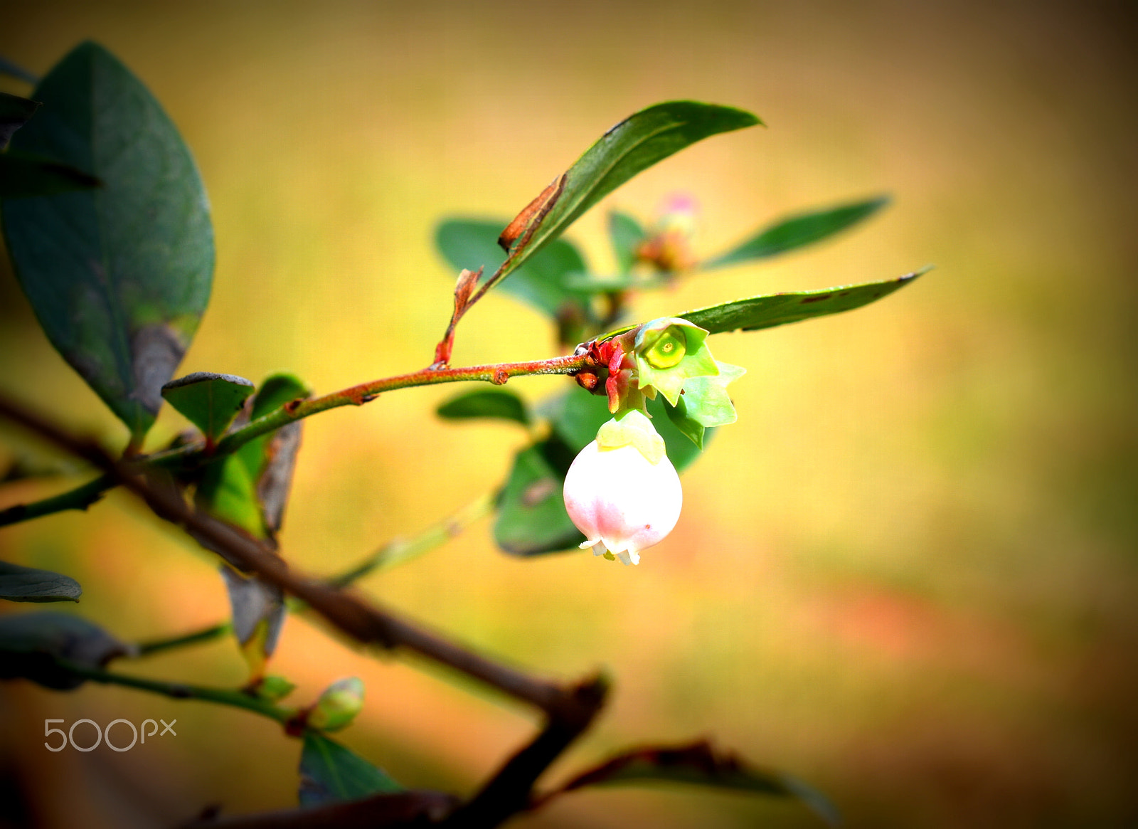 Nikon AF-S DX Micro Nikkor 40mm F2.8 sample photo. Blueberry blossom photography
