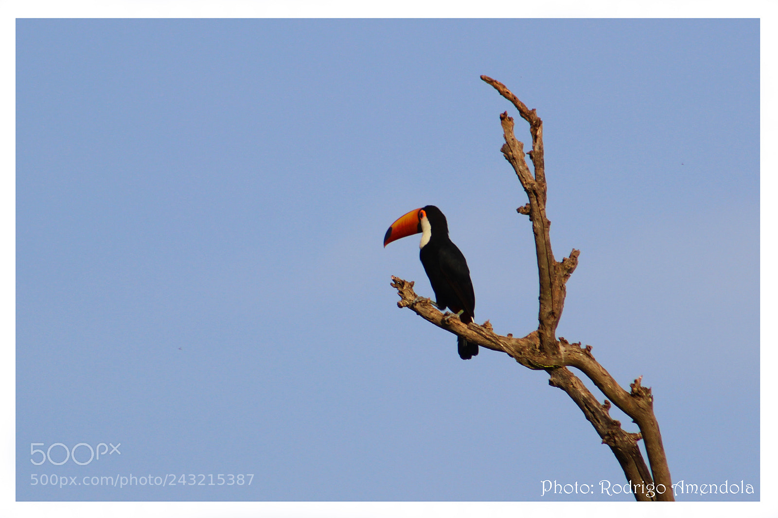 Canon EOS 600D (Rebel EOS T3i / EOS Kiss X5) sample photo. Birds of brazil photography