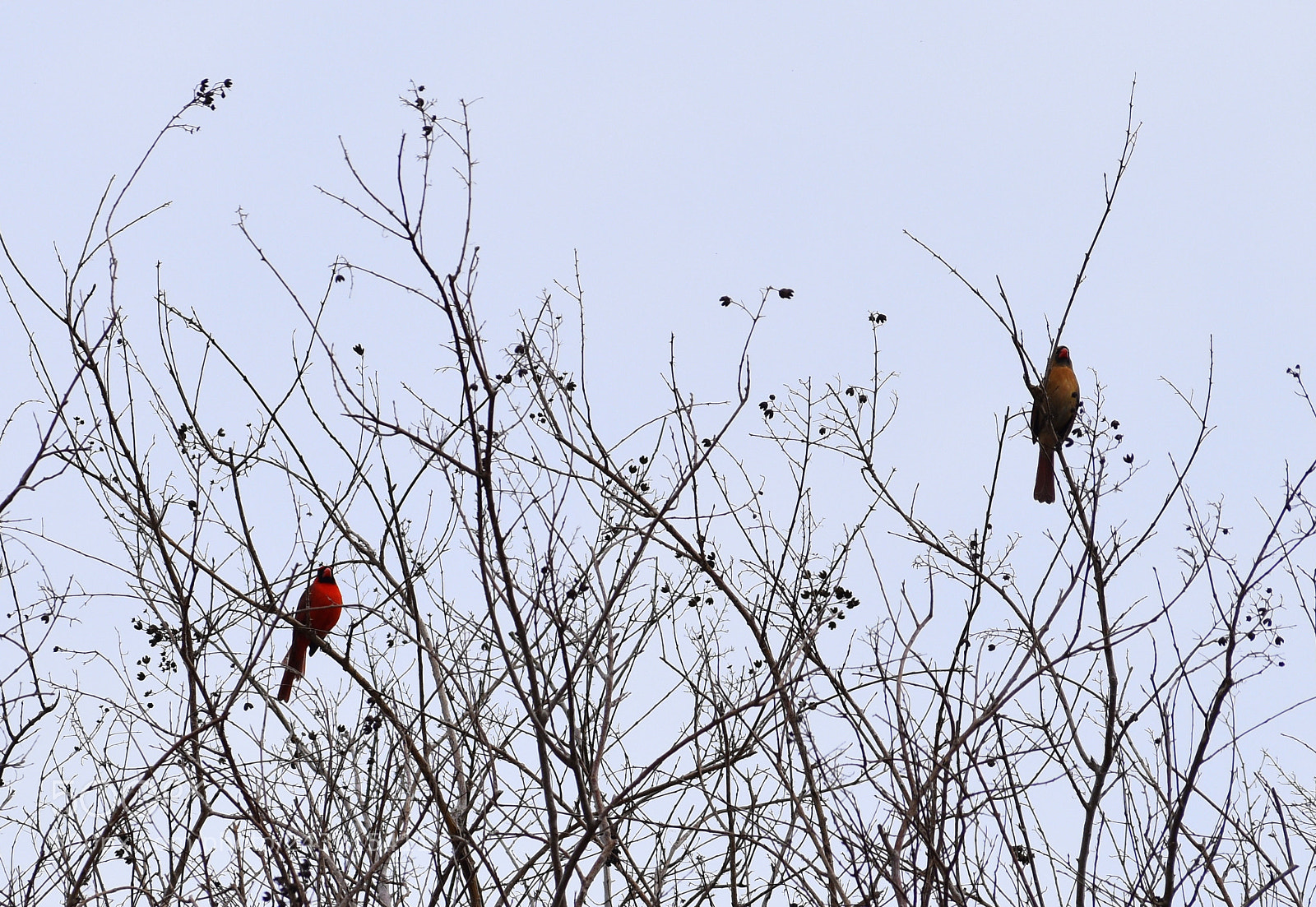 Nikon D5500 sample photo. Nothern cardinal pair photography