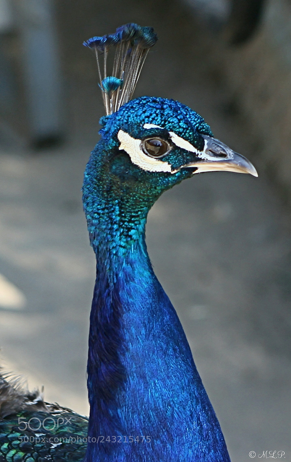 Canon EOS 1100D (EOS Rebel T3 / EOS Kiss X50) sample photo. Peacock photography