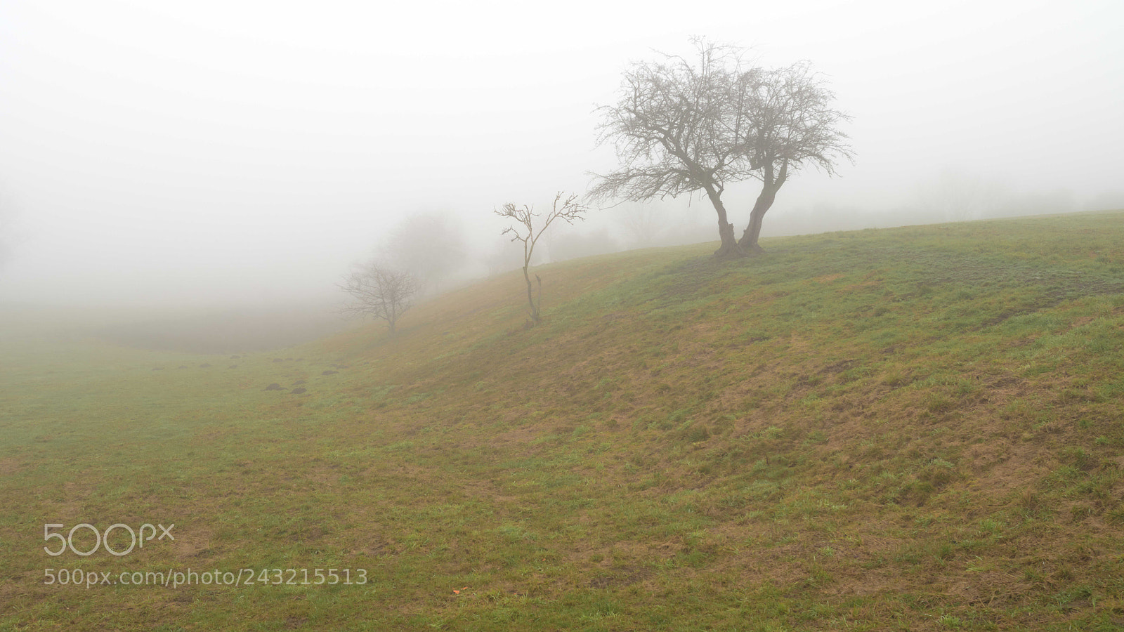 Olympus OM-D E-M1 Mark II sample photo. Harzer fog photography