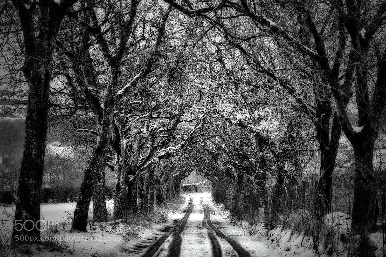 Nikon D7100 sample photo. The avenue photography