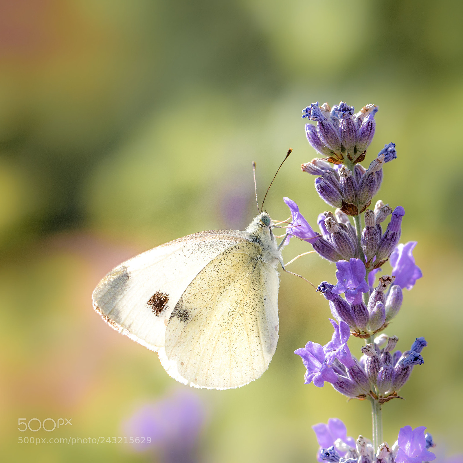 Canon EOS 7D Mark II sample photo. Summer butterfly photography