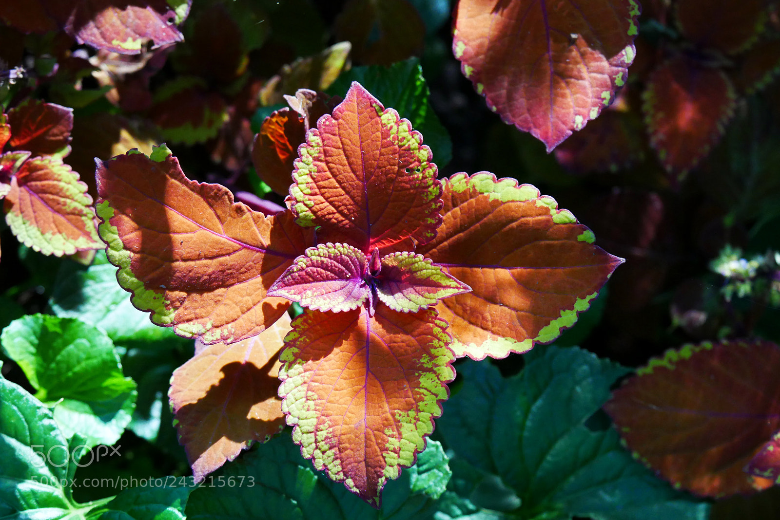 Panasonic Lumix DMC-GX85 (Lumix DMC-GX80 / Lumix DMC-GX7 Mark II) sample photo. P photography