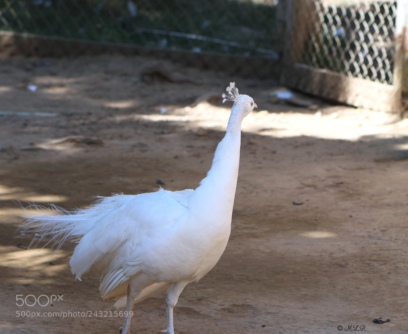 Canon EOS 1100D (EOS Rebel T3 / EOS Kiss X50) sample photo. White peacock photography