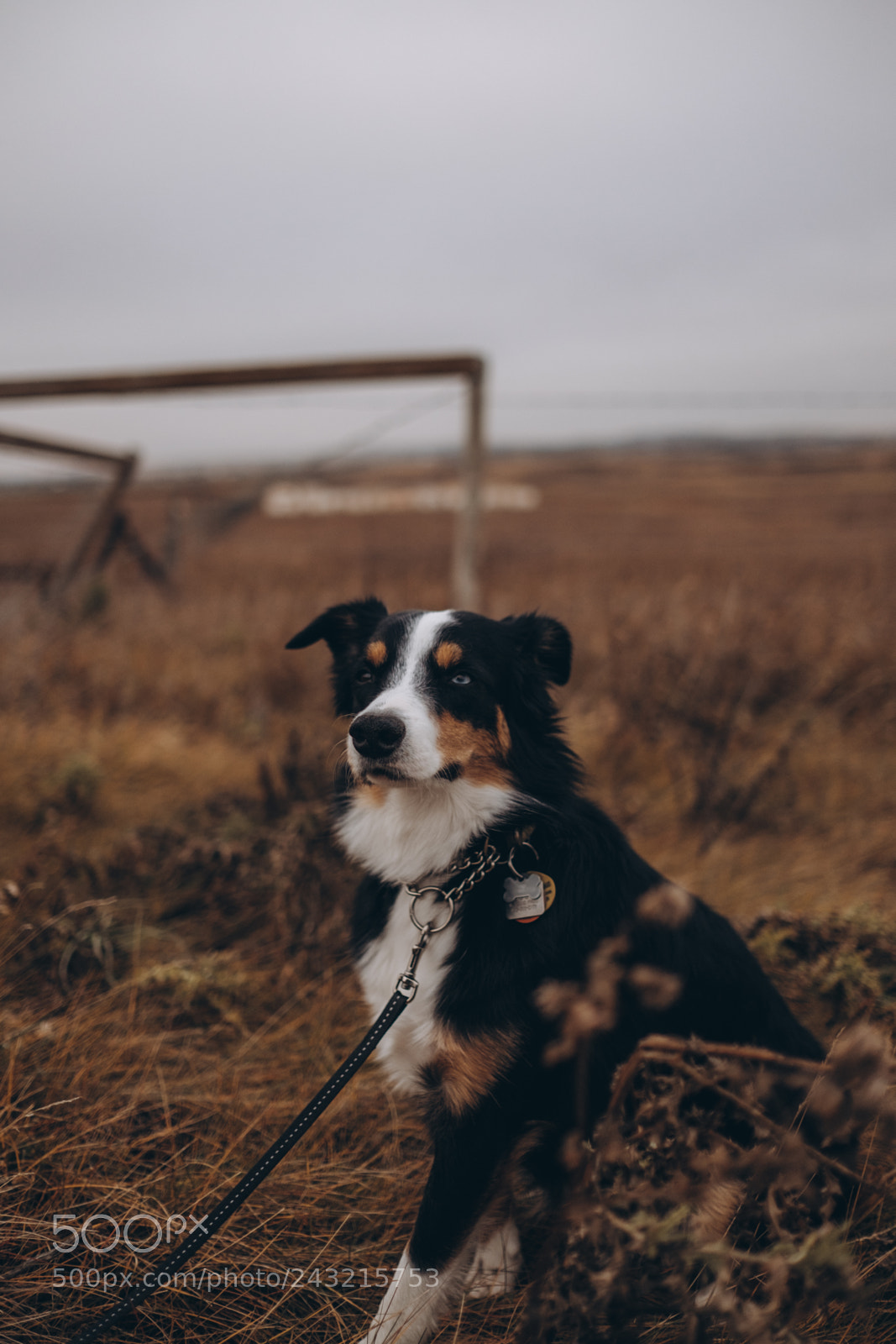 Fujifilm X-T1 sample photo. Walking the pup photography