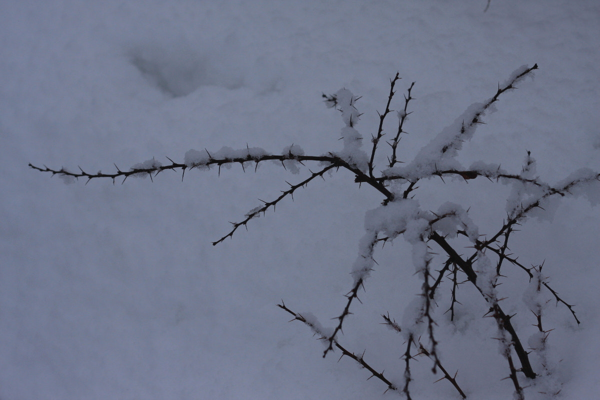 Canon EF 35-80mm f/4-5.6 sample photo. Will it relent? :) photography
