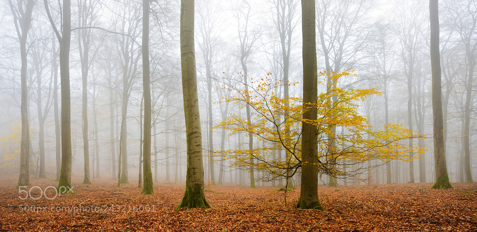 Nikon D800 sample photo. November solitude ii photography