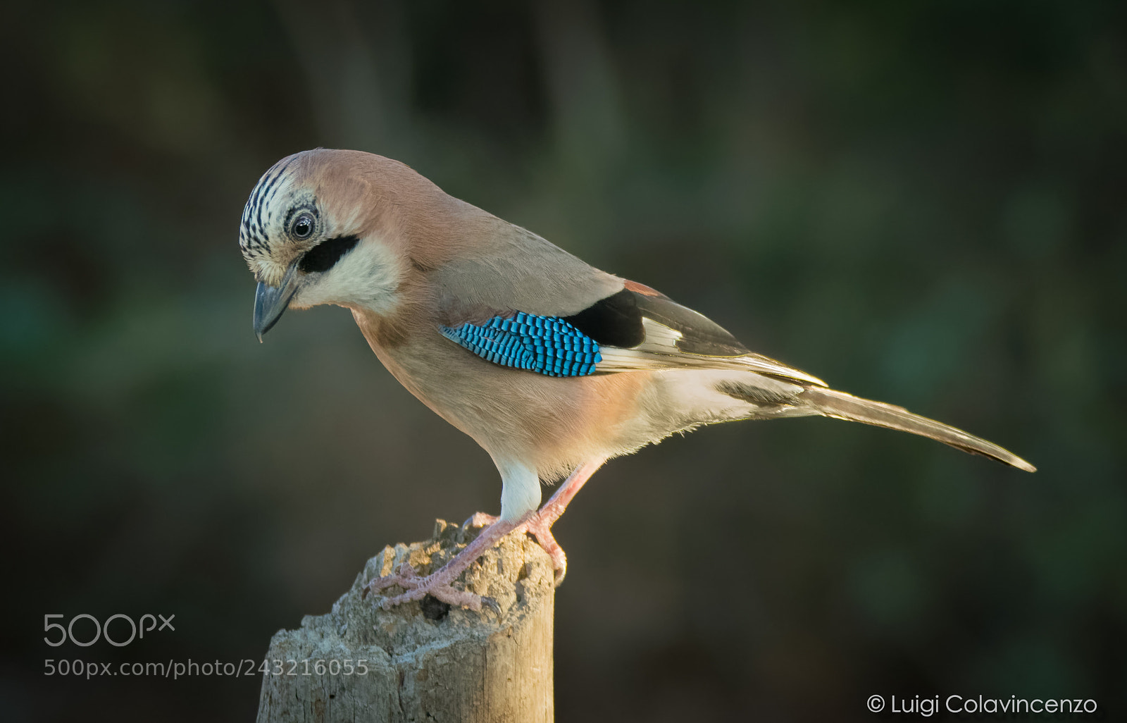 Nikon D7100 sample photo. My jaybird photography