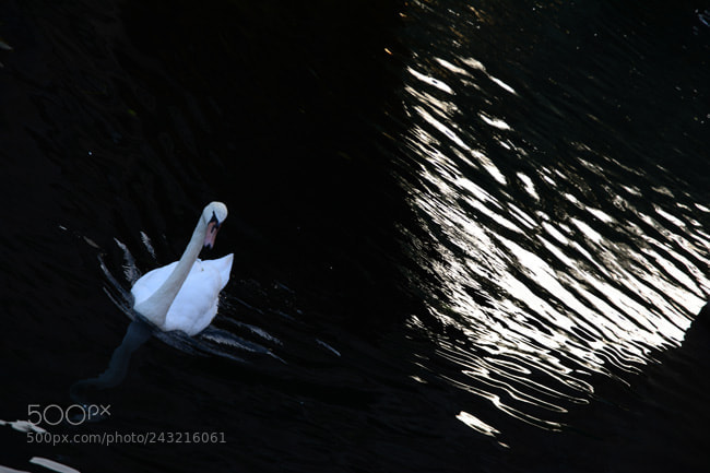 Nikon D7100 sample photo. Td photography