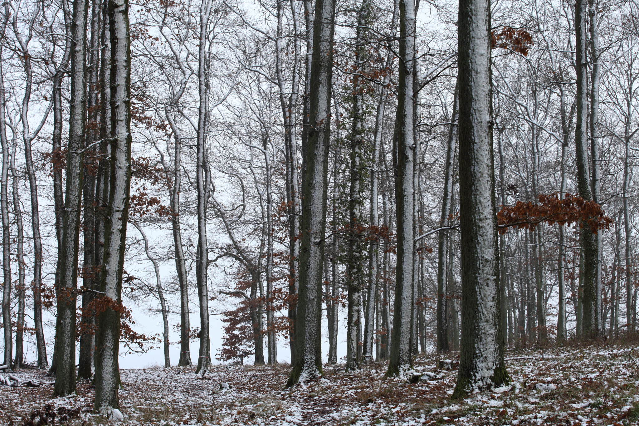 Canon EF 70-200mm F4L USM sample photo. The forest photography