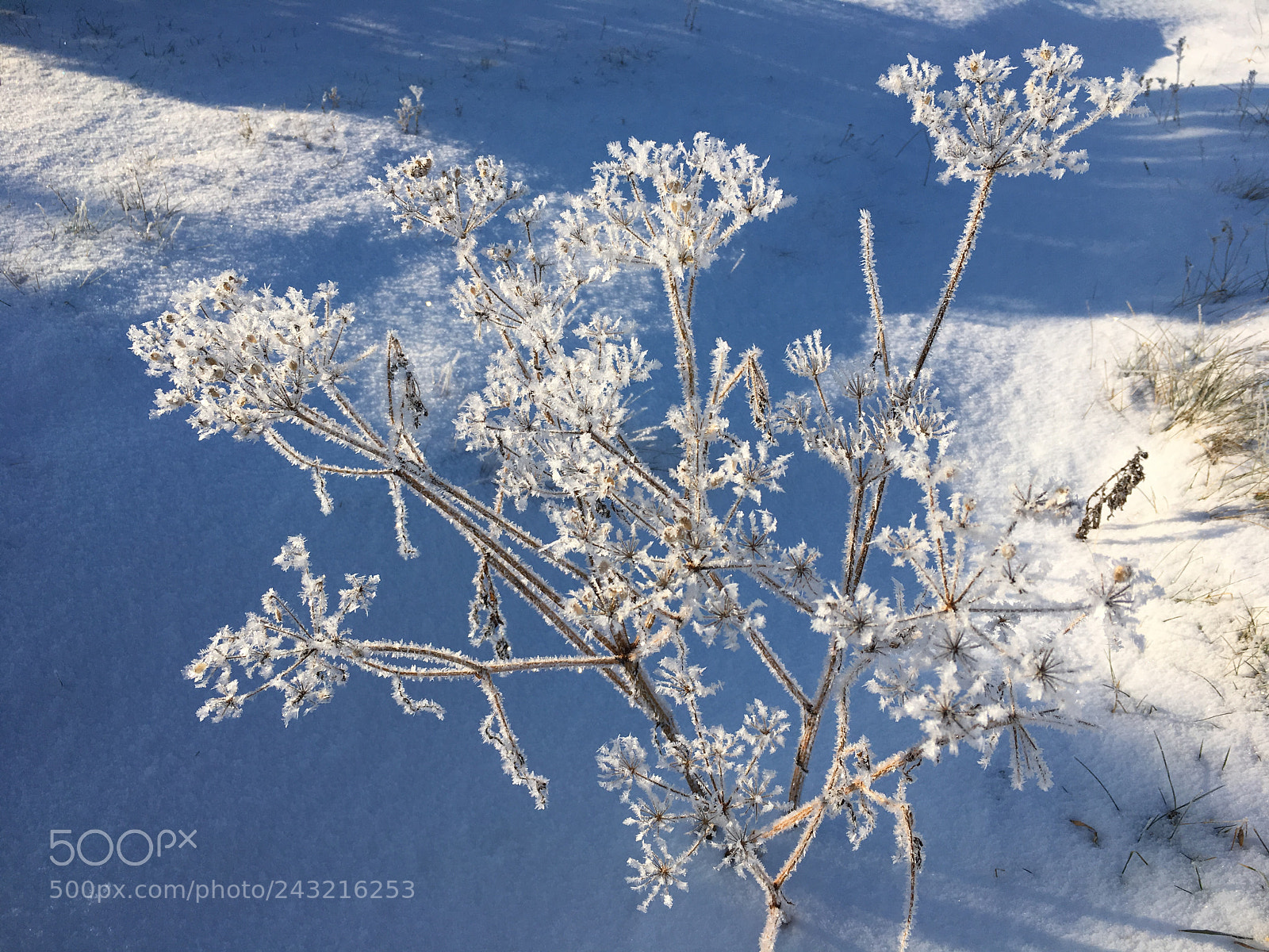 Apple iPhone 6s sample photo. Winter photography