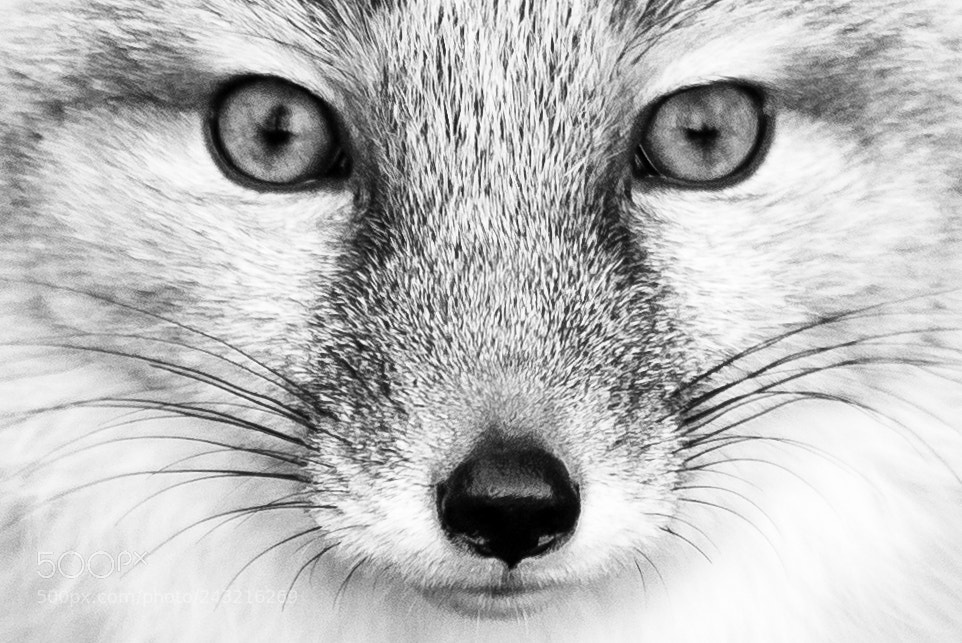 Nikon D610 sample photo. Eyecontact photography