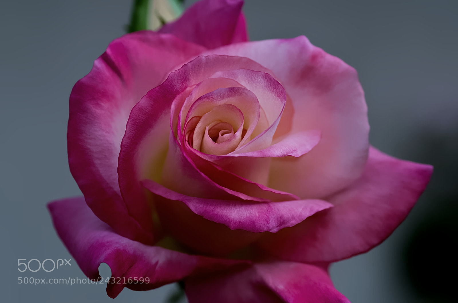 Pentax K-50 sample photo. First rose photography