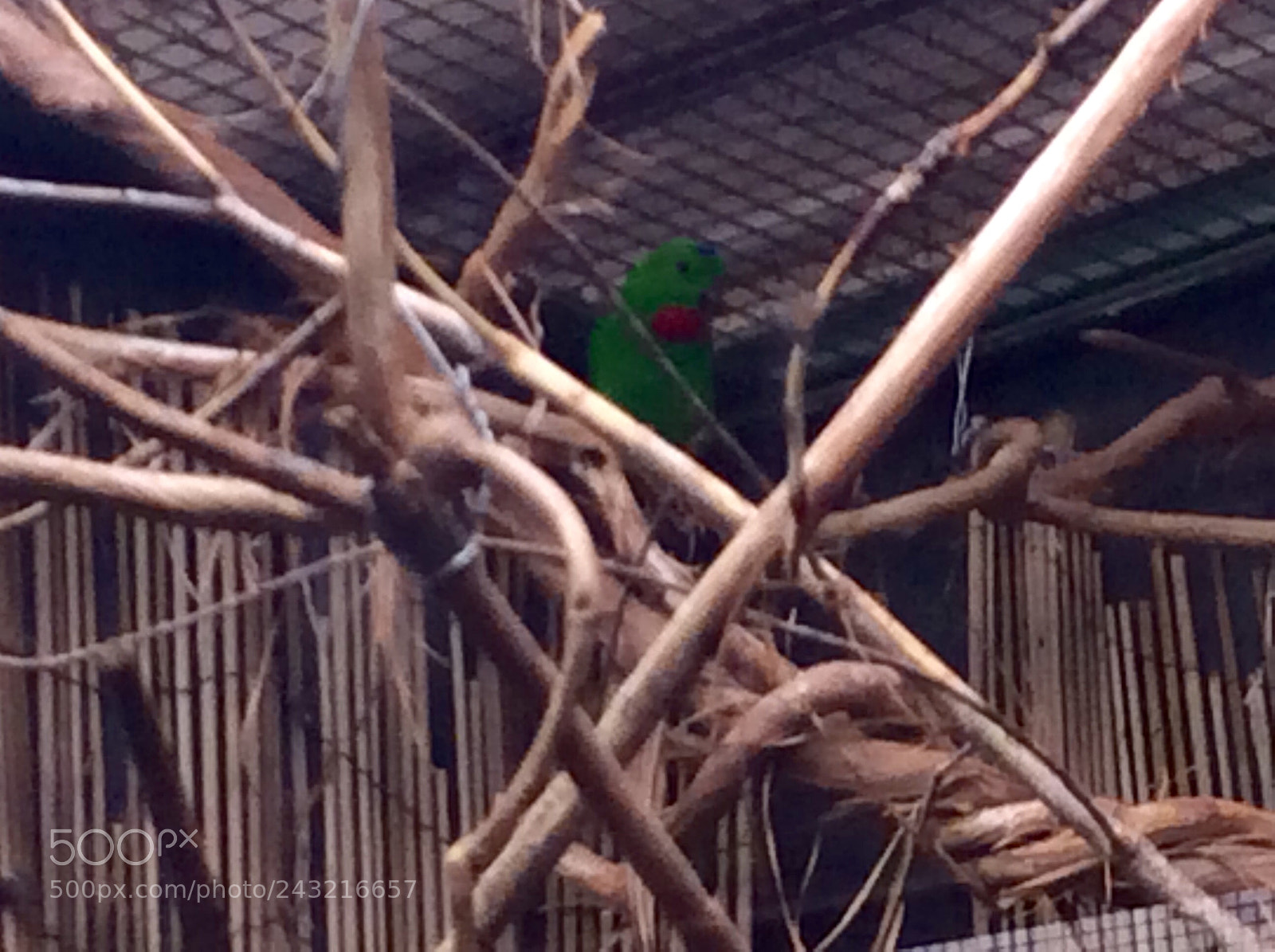 Apple iPad Air sample photo. Birds photography