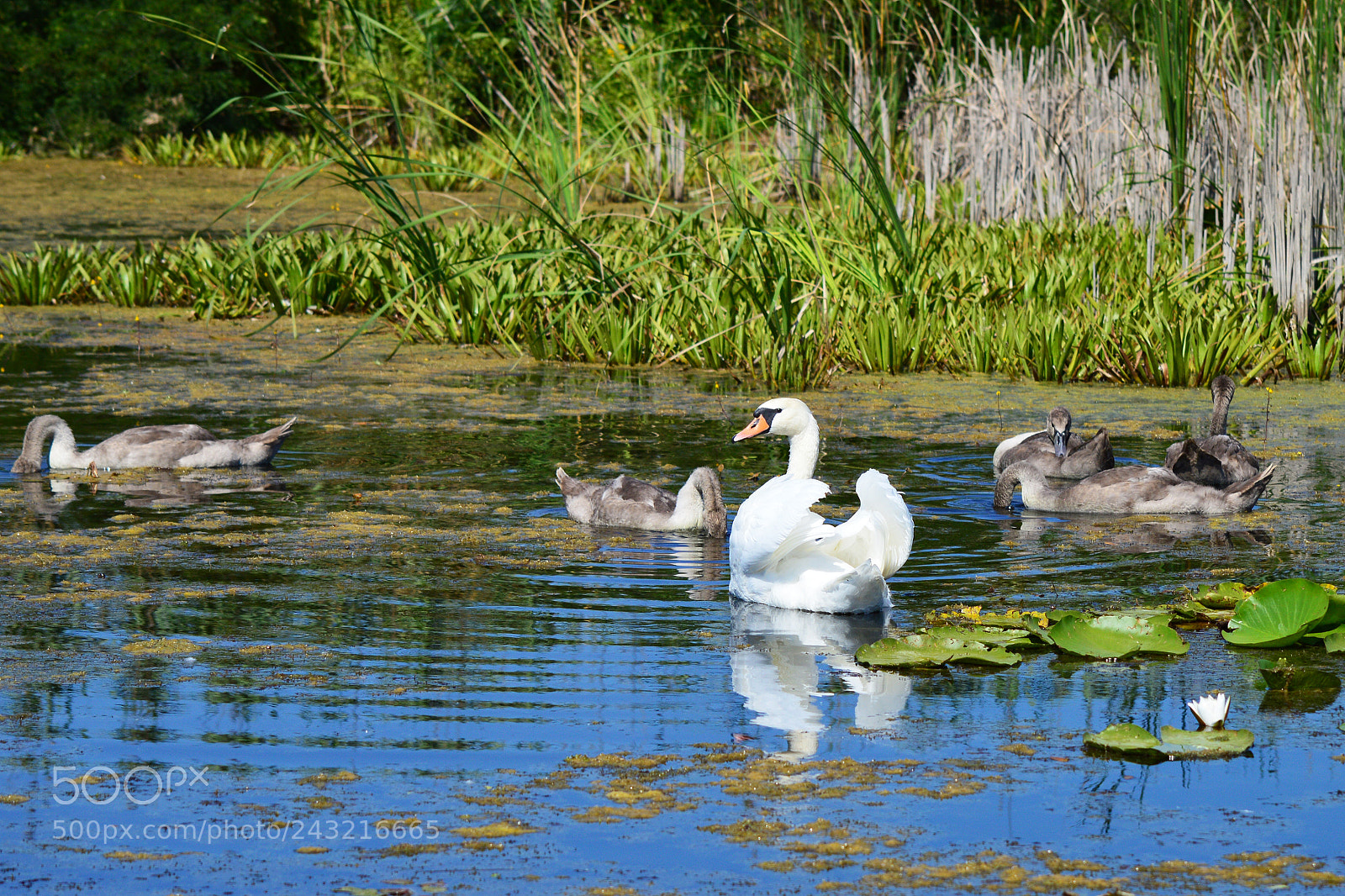 Nikon D3200 sample photo. Swans photography
