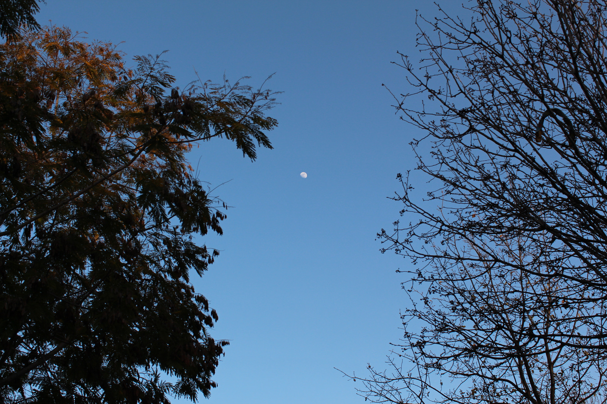 Canon EOS 650D (EOS Rebel T4i / EOS Kiss X6i) sample photo. Img photography