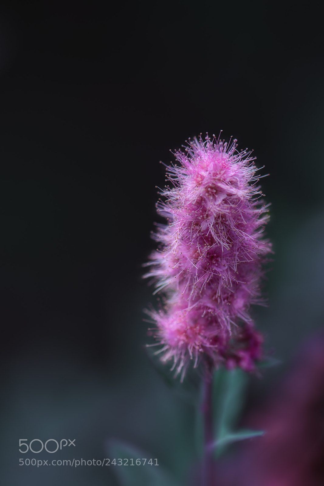 Nikon D5500 sample photo. Pink feather duster photography