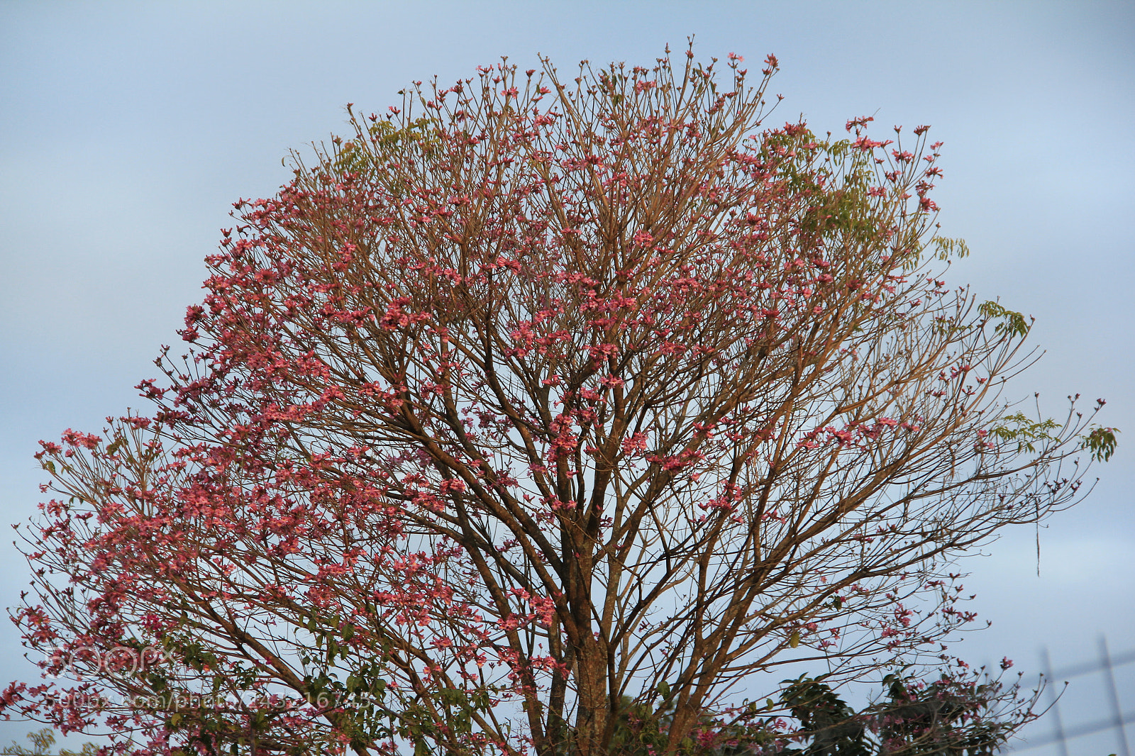 Canon EF-S 18-135mm F3.5-5.6 IS sample photo. Img photography