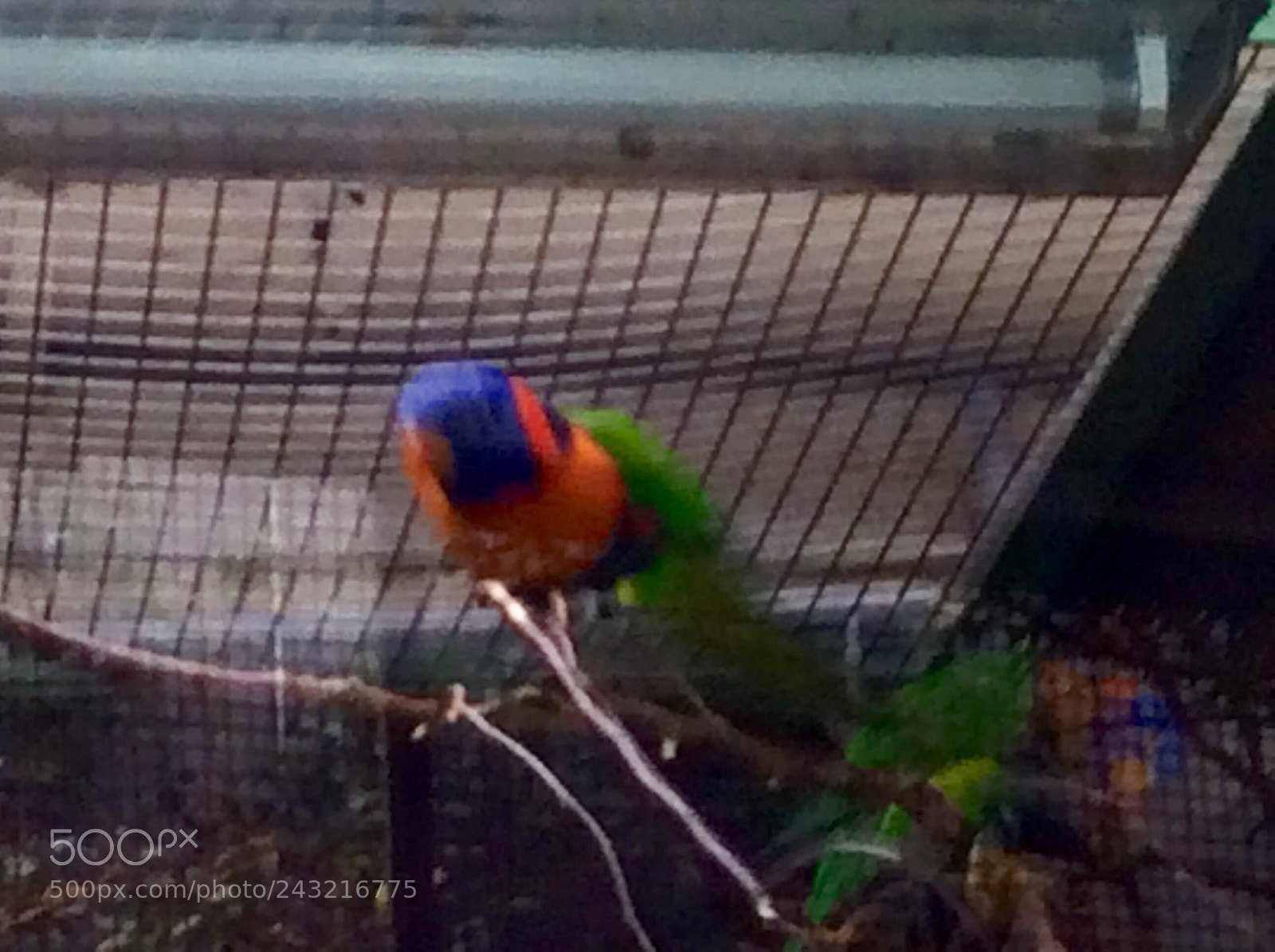 Apple iPad Air sample photo. Birds photography
