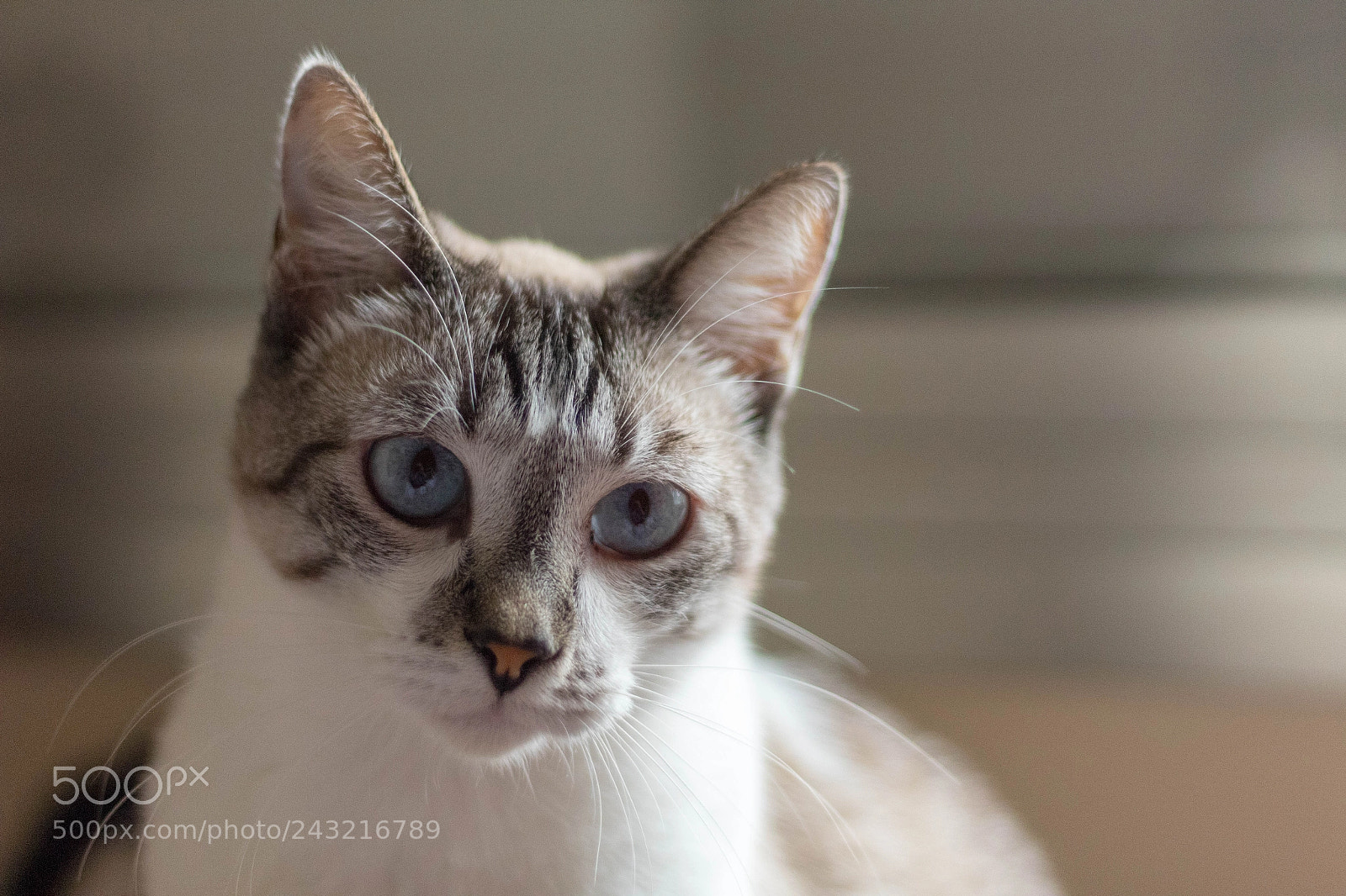 Canon EOS 1300D (EOS Rebel T6 / EOS Kiss X80) sample photo. Lion the cat photography