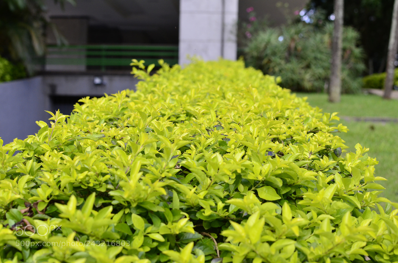 Nikon D5100 + Nikon AF-S DX Nikkor 35mm F1.8G sample photo. [] photography