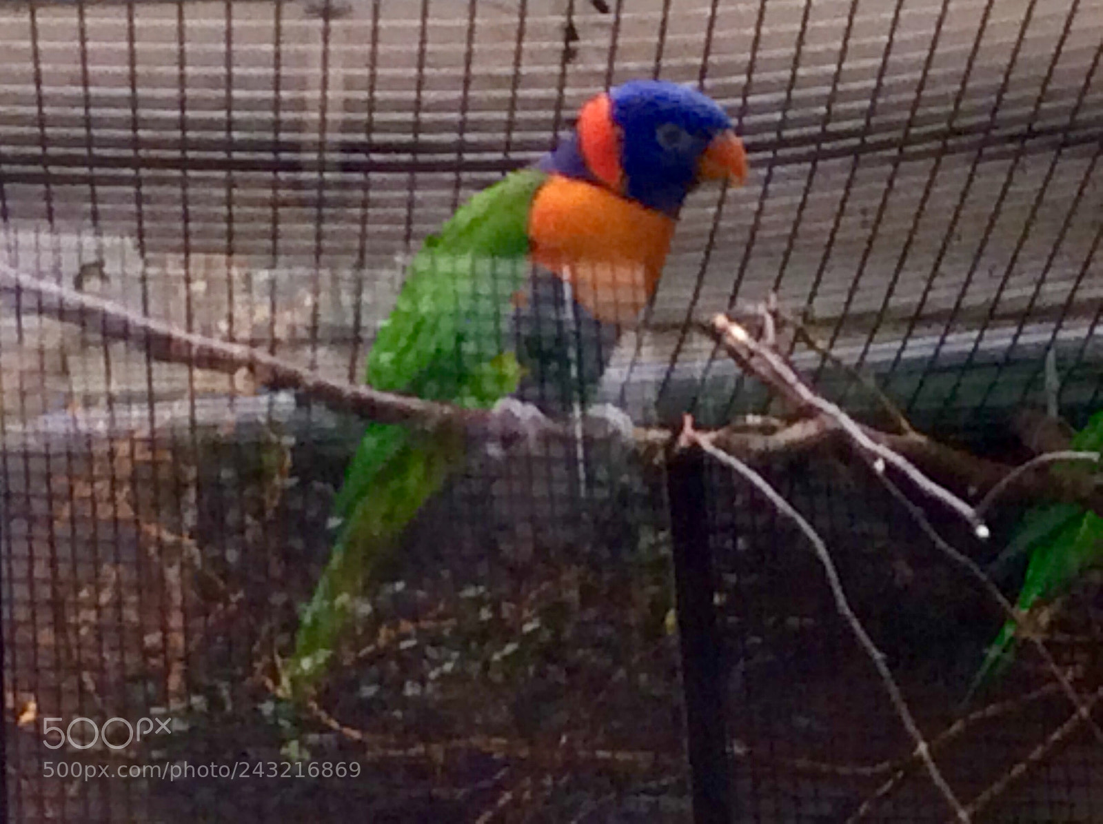 Apple iPad Air sample photo. Birds photography