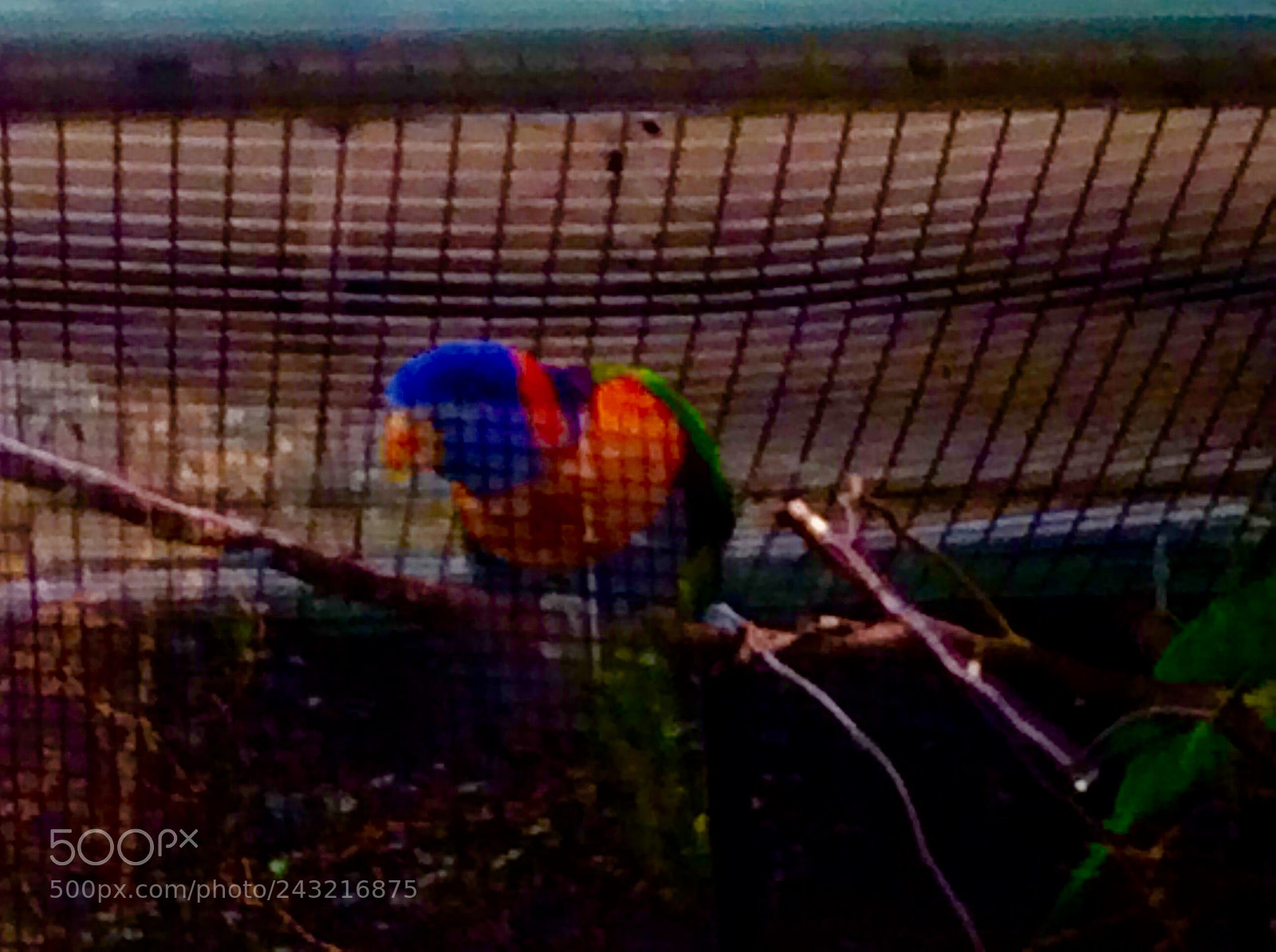 Apple iPad Air sample photo. Birds photography