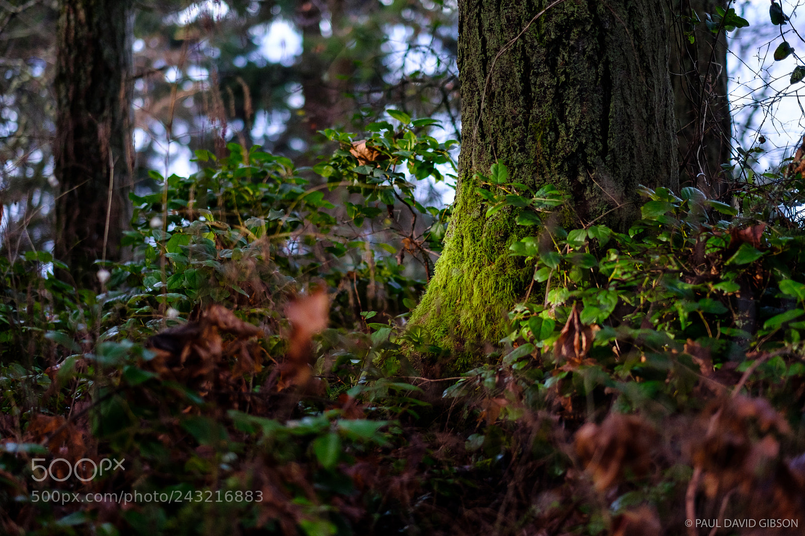 Fujifilm X-T2 sample photo. Lincoln park seattle, wa photography