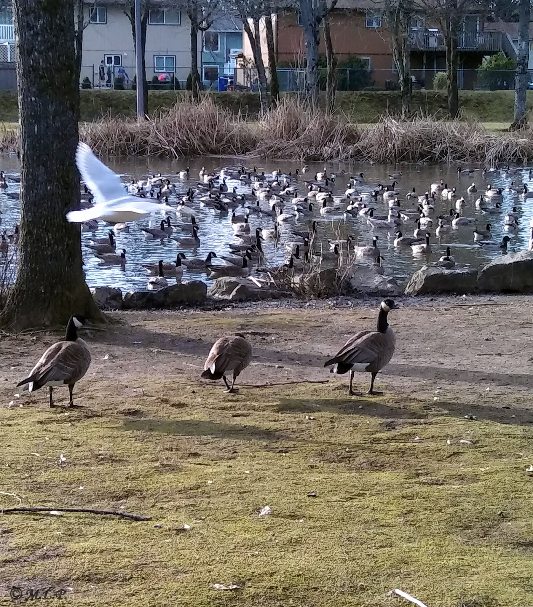 LG STYLO 2 PLUS sample photo. Taking flight photography