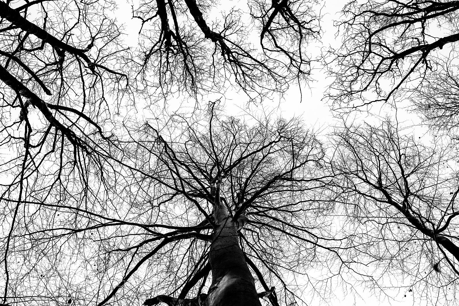 Nikon D810 sample photo. Trees -1- photography